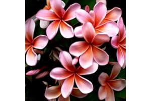 Flower Wallpapers
