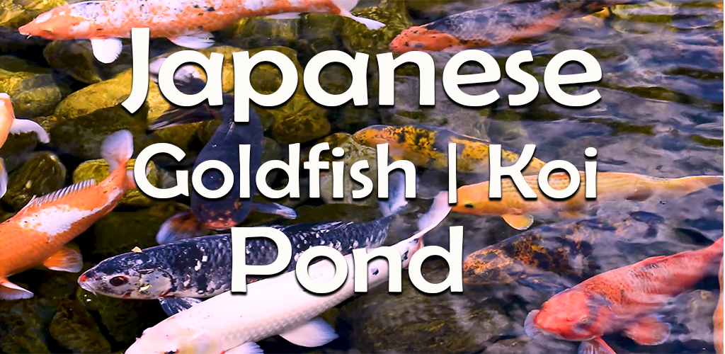 Japanese Goldfish Koi Pond - Thumbnail 3