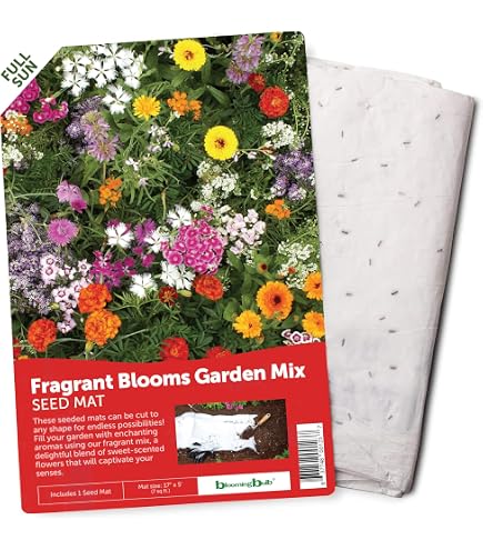 plants with licorice flavored seeds nyt Basil, Licorice seeds – SeedsNow.com main image 1