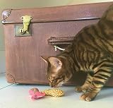 YEOWWW Organic Catnip Fish Stinkies Sardines Cat Toys Pack of 3 7.5cm view 4