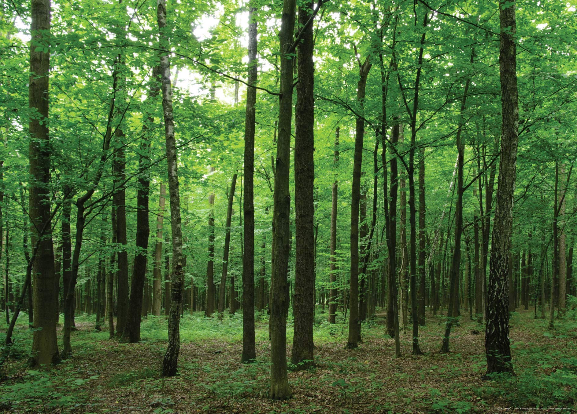 AG DESIGN Forest Giant Wall Poster, Non Woven, Multi-Colour, 160 x 110 cm