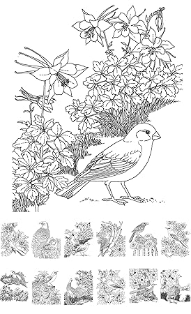 Livre De Coloriage Pour Adultes 24 Cartes De 11 X 16 Cm