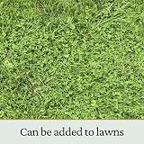 Garden Lawncare Guy Micro Clover Seed UK Pipolina - Ground Cover 15m2 view 6
