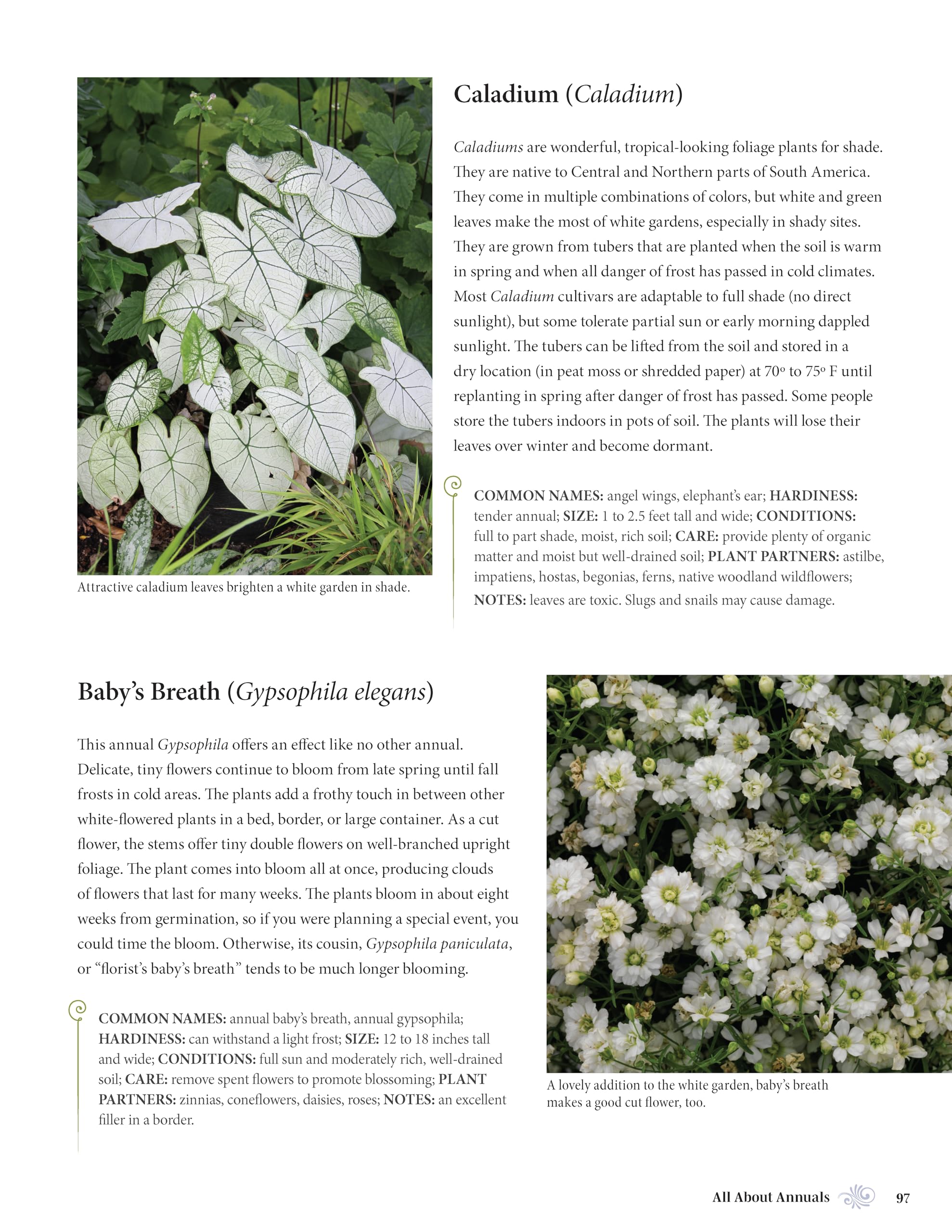 White Gardens: Creating Magnificent Moonlit Spaces: Guide to White and Luminous Plants (Creative Homeowner) How to Create a Night Garden with Plants that Reflect the Moon or Bloom in the Evening