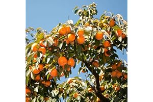 BUGGYBEDS American Persimmon Seeds (30 Count) - Diospyros Virginiana, Non-GMO Heirloom, Edible Perennial Fruit Seeds for Outdoor Planting