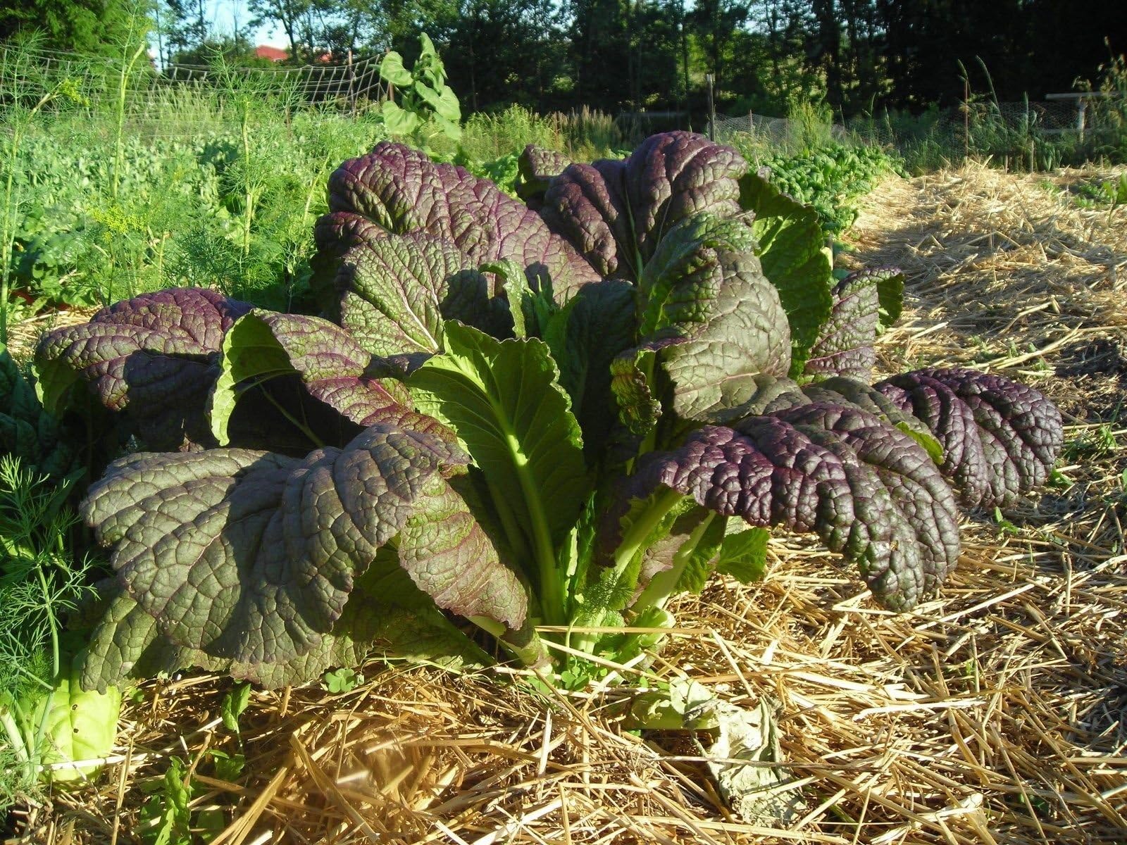 200+RED GIANT MUSTARD GREENS Seeds Organic Non-GMO U.S.Grown FALL PLANTING