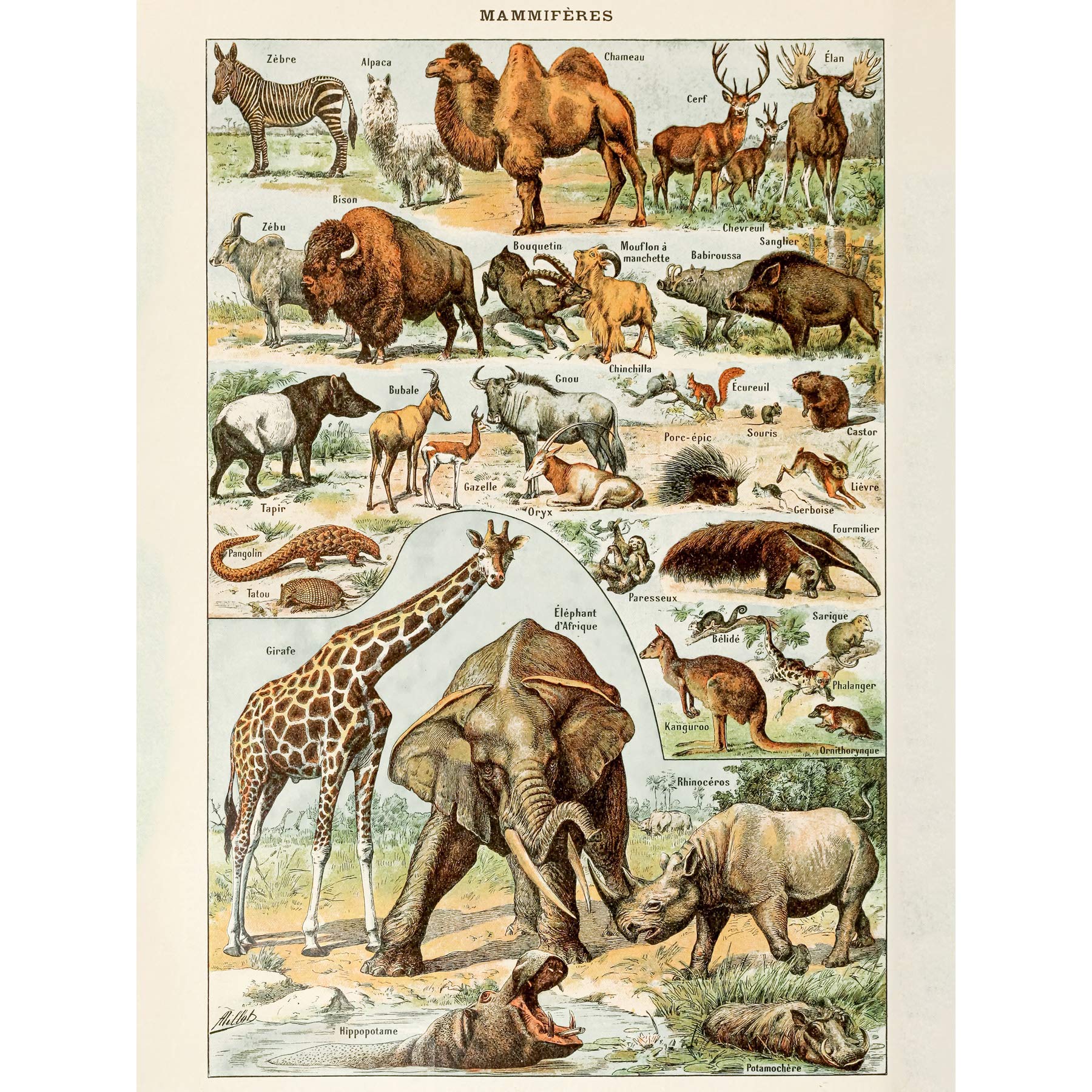 Artery8 Millot Encyclopedia Page Mammals Camel Giraffe Large Wall Art Poster Print Thick Paper 18X24 Inch