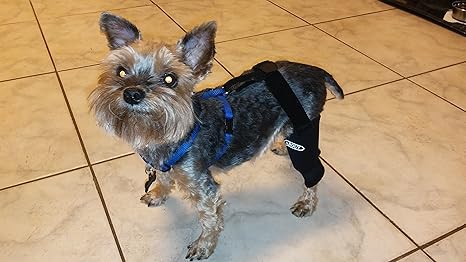 canine knee brace by neoprene