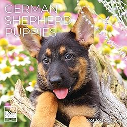 July 2025- December 2026 Wall Calendar 18 Month