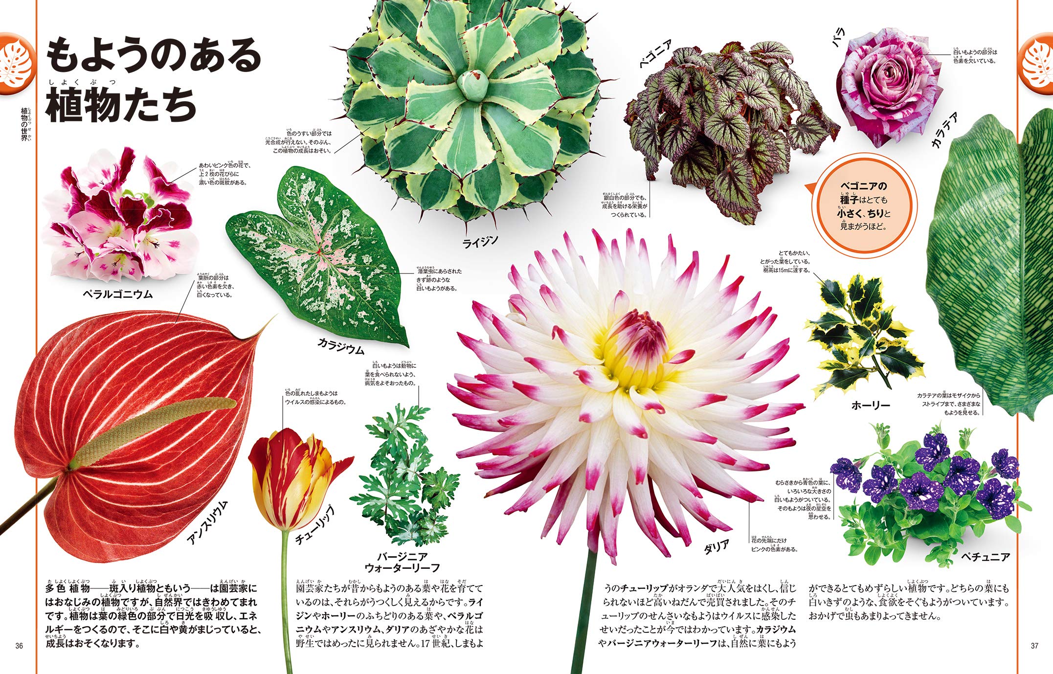 世界の植物大図鑑 サラ ホゼ スミソニアン博物館 黒輪篤嗣 本 通販 Amazon