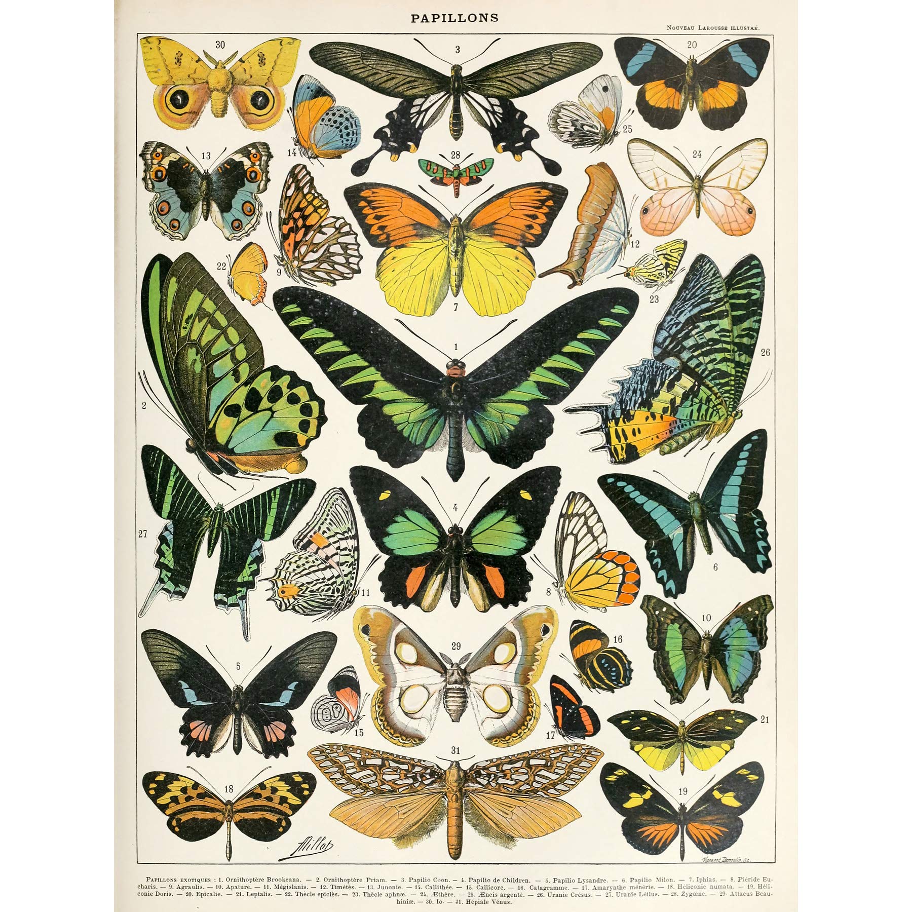 Artery8 Millot Encyclopedia Page Moths Butterflies Large Wall Art Poster Print Thick Paper 18X24 Inch