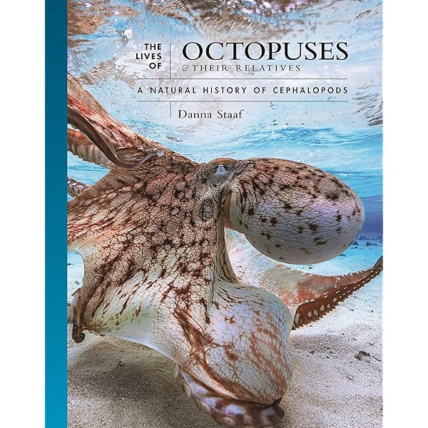Many Things Under a Rock: The Mysteries of Octopuses: Scheel