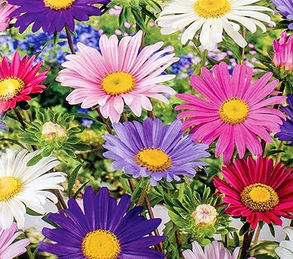 Astermadeleine Mix Di Fiori Singoli 500 Semi