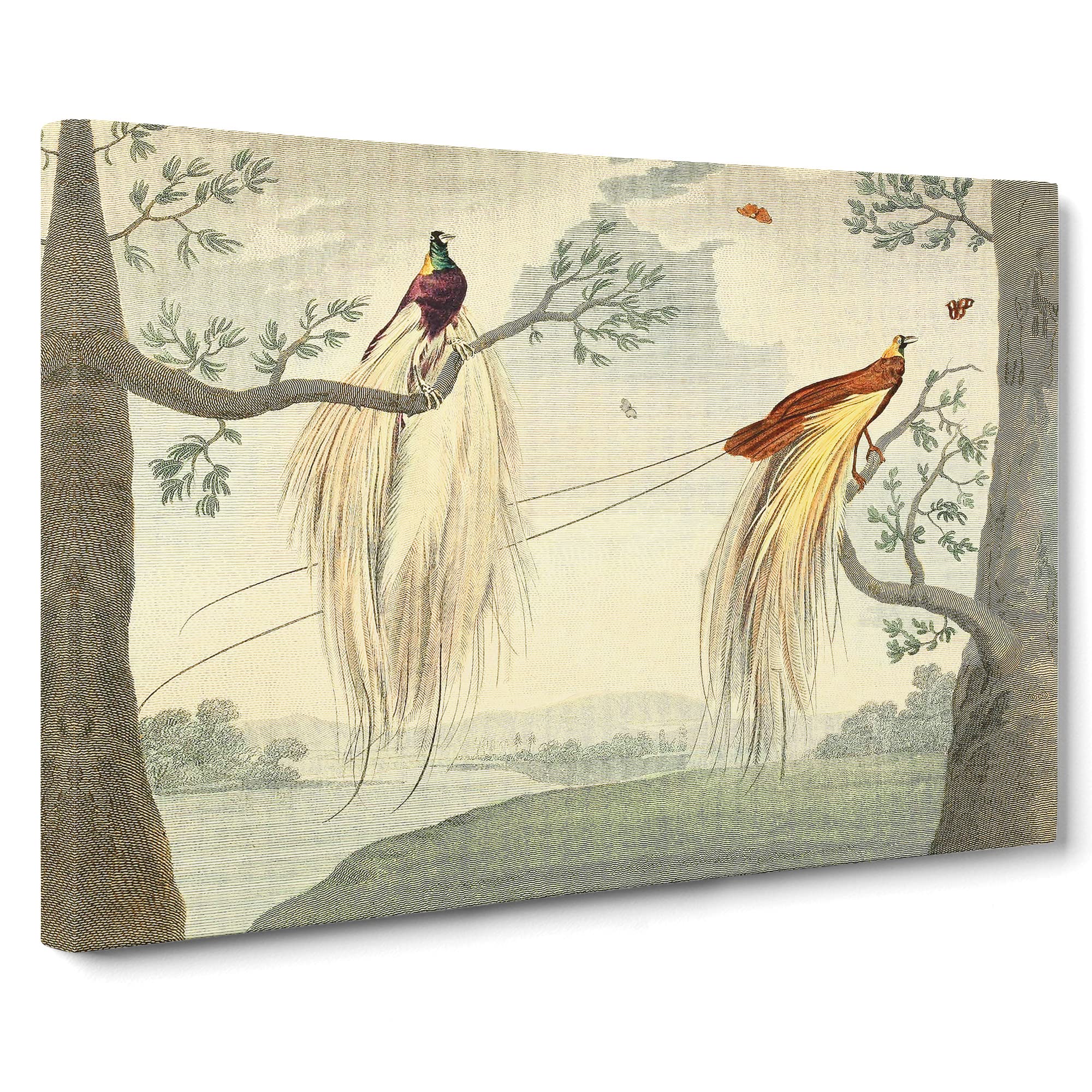 Charles R Ryley Great Paradise Bird Canvas Print | Gallery Wrapped 30mm Frame Wall Art | 20x14 inches | Ready to Hang | Retro Animals Picture | Living Room Bedroom Lounge Office