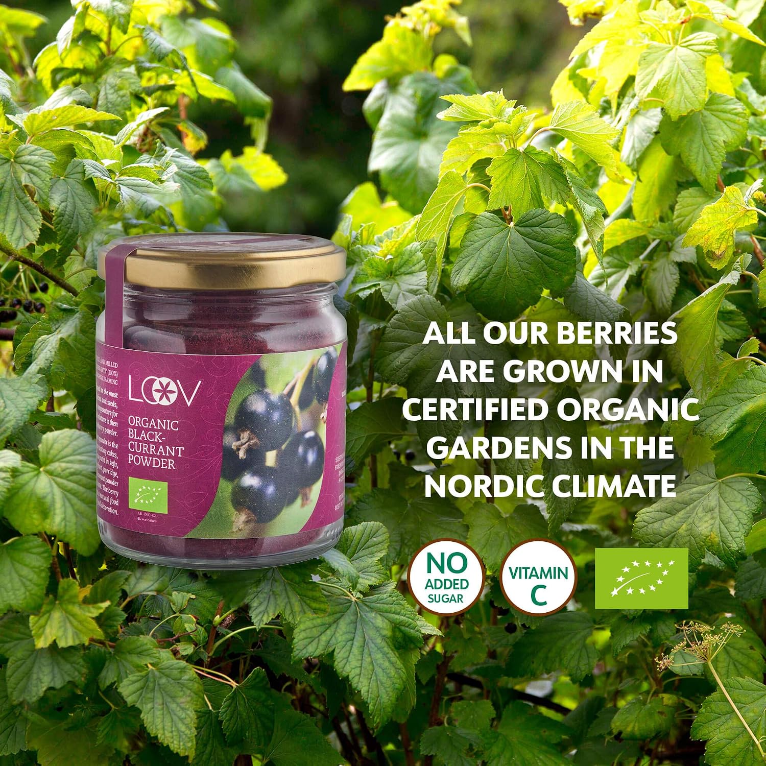 LOOV Organic Blackcurrant Powder (Pomace Powder), 100 g, High in Vitamin C, Made Only from Berry Skins and Seeds - Image 4