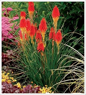 1 X Cornus Canadensis Teppich Hartriegel Bodendecker 1 Amazon