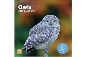 BRIGHT DAY CALENDARS 2024 Owls Monthly Wall Calendar by Bright Day, 12 x 12 Inch, Includes 300+ Stickers, Scenic Bird Gift