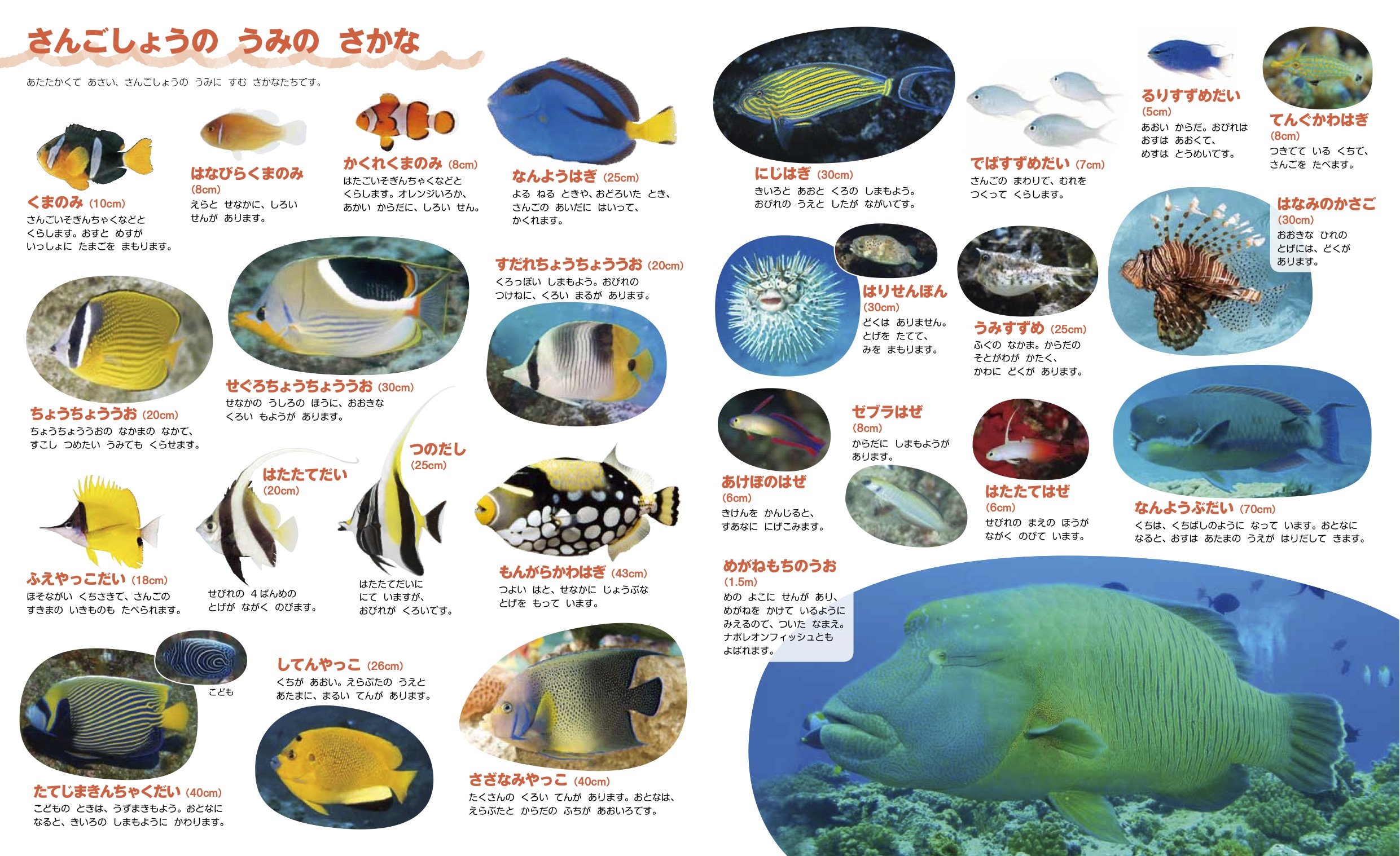 うみ 改訂版 はっけんずかん 3 6歳児向け 図鑑 Amazon Com Books うみ 改訂版 はっけんずかん 3 6歳児向け 図鑑 Amazon Com Books