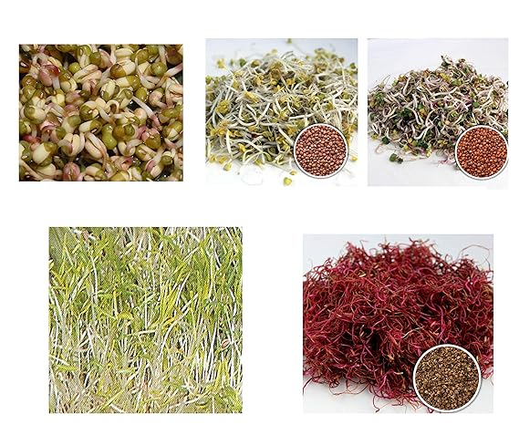 450 g BIO Keimsprossen Mischung -Vital MIX- Keimsaat 4 x 100 g + 1 x 50 g Samen für die Sprossenanzucht Mungobohnen, Daikon-R