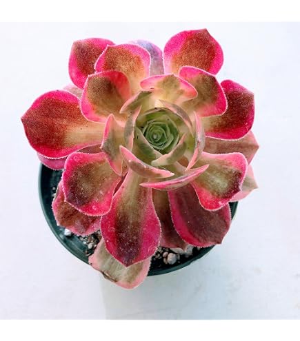large round plant pots Round Large Concrete Planter | Reinforced Concrete | Star Weatherstone | 48