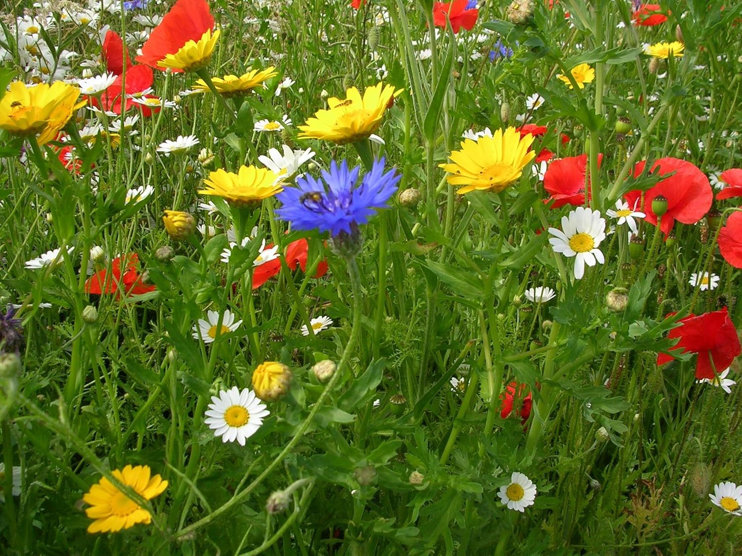 When To Seed Wildflowers Uk at Vanessa Prescott blog