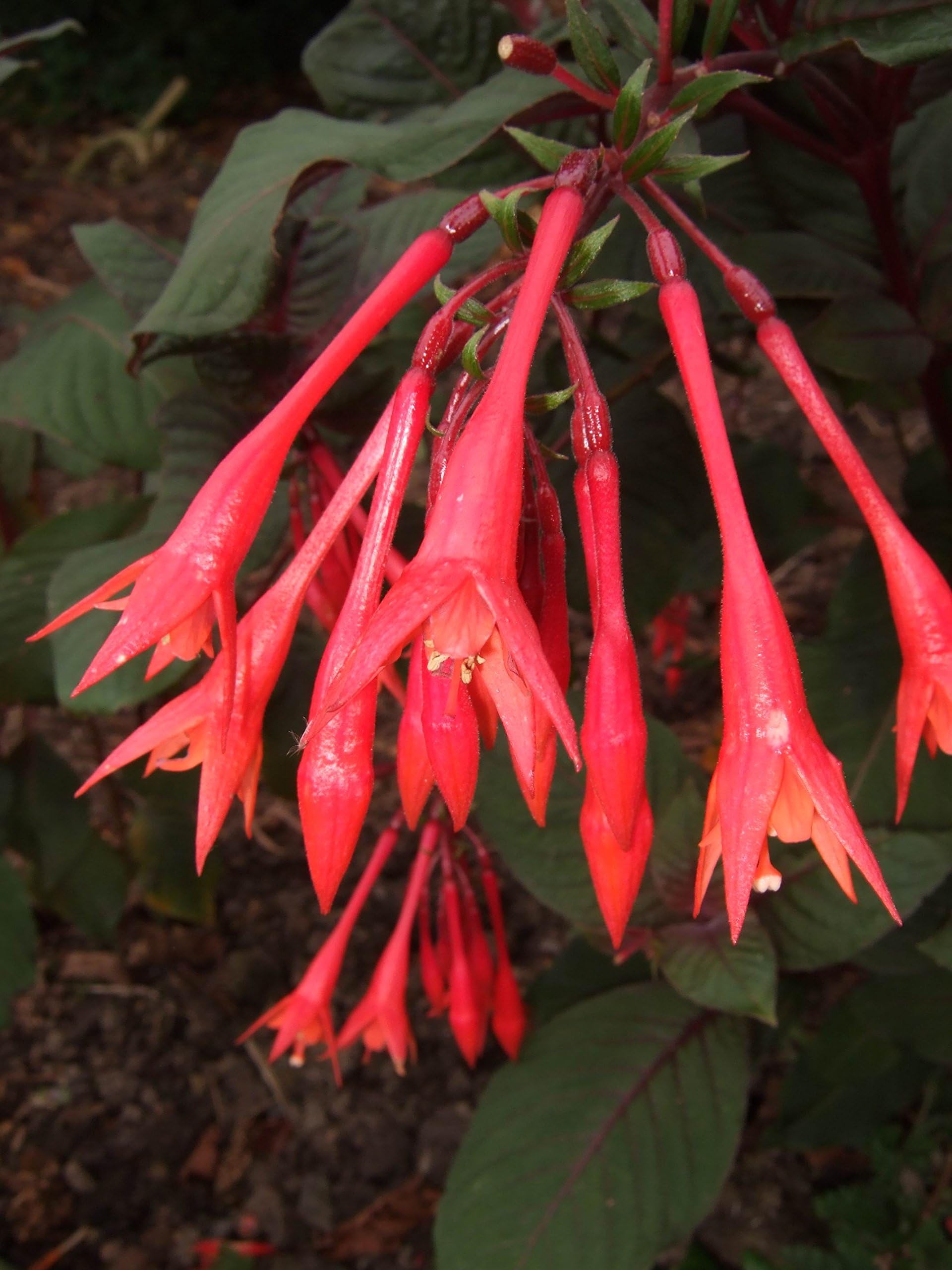 Fuchsia triphylla 'Thalia'