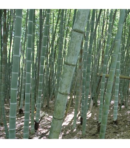 Amazon.com : Robust Clumping Bamboo 3'-4' Live Plant : Grass Plants :  Patio, Lawn & Garden