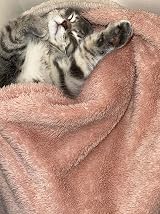 Pet Wiz Soft Fluffy Fleece Blanket Grey 80 x 100cm Medium view 8