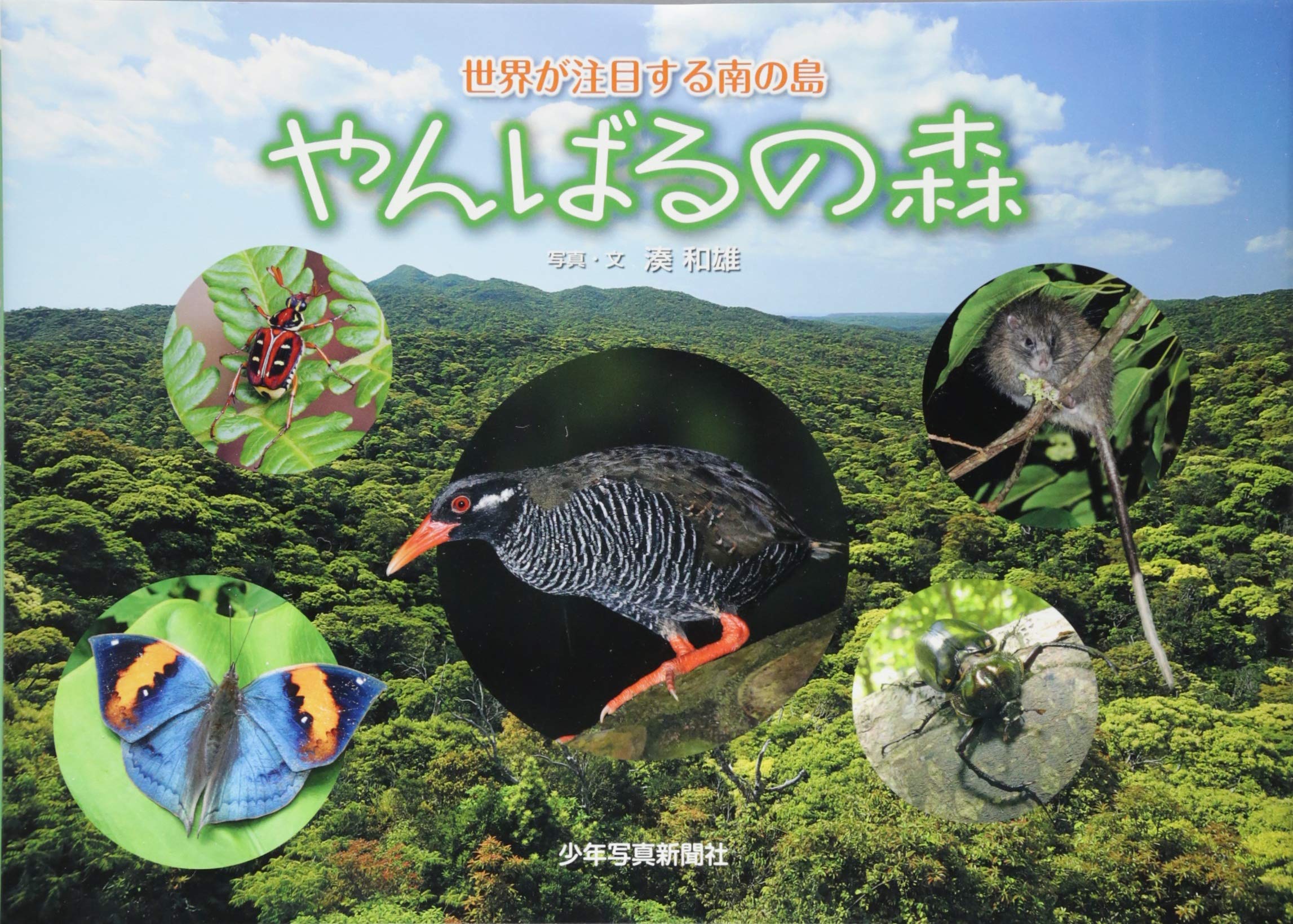 やんばるの森 少年写真絵本 和雄 湊 本 通販 Amazon