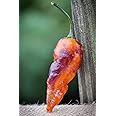 Black Panther Hot Pepper Premium Seed Packet + More