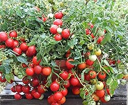 Tomato Cherry Maskotka Cascading Trailing Dwarf
