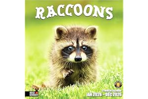 RED EMBER Raccoons 2026 Wall Calendar 12 Month | 12" x 24" Open | Thick & Sturdy Paper | Giftable | Calendar 2026