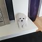 Vivid Arts Bichon Frise Gartenfigur Aus Kunstharz – Handbemalt, Frost- & UV-beständig