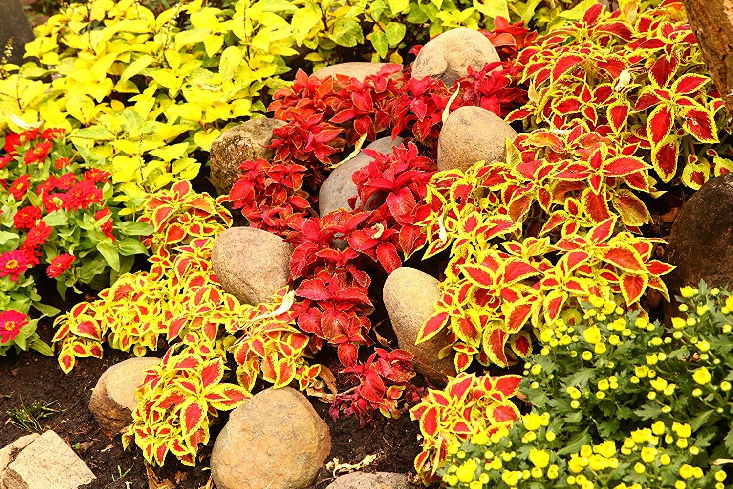 Easy Garden Roll Out Flowers Shady Garden Gardening kit - SG1000 10-Foot by 10-Inch - by Garden Innovations
