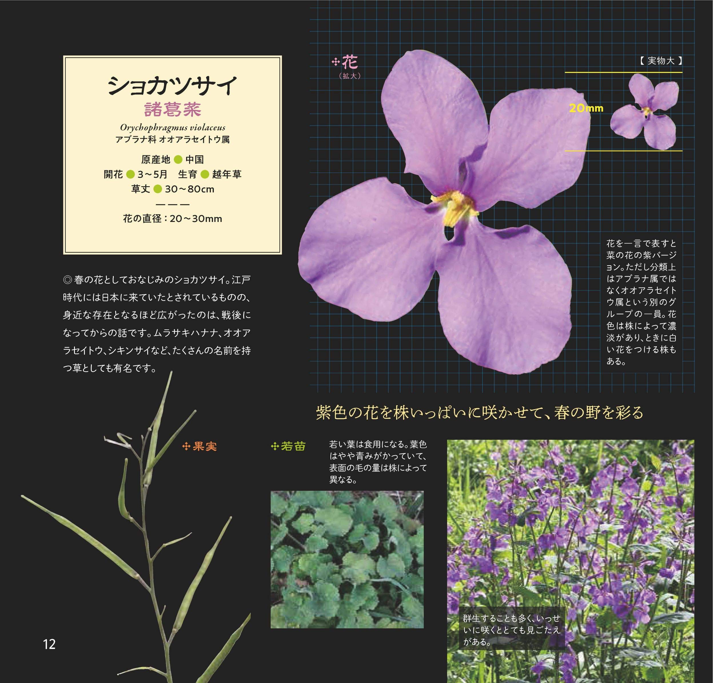 野の花 拡大図鑑 道ばたに咲く花たちの美しくて不思議なカタチ 岩槻 秀明 本 通販 Amazon