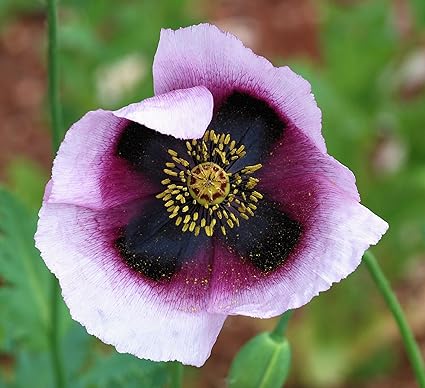 Papaver Somniferum 'Burma White' - 250 Samen (extrem potent!) DAS ORIGINAL! by PoppyHeads