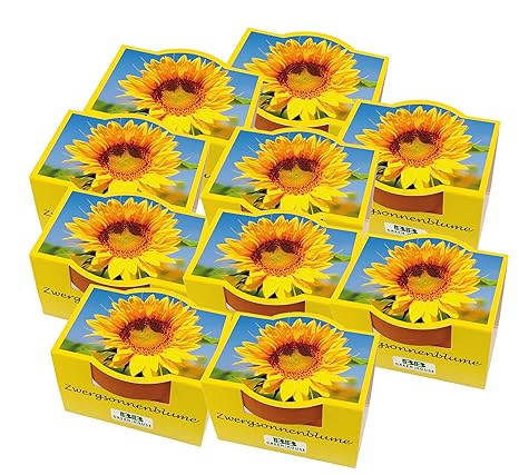 10er Set Minipflanzset Zwergsonnenblume