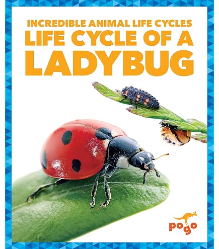 Cycle de croissance de coccinelle, figurine de coccinelle, modèle de cycle de vie avec 4 cartes d'instructions, cycle de croissance animale, modèle biologique, figurines d'animaux d'éducation précoce