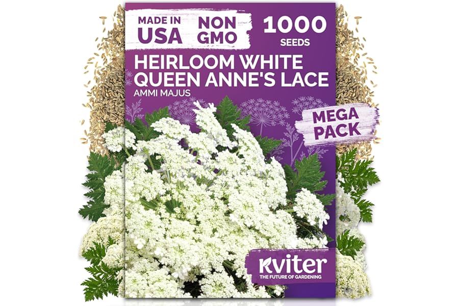 Best Queen Anne's Lace Seeds for Pollinators 2026