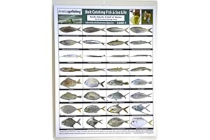 America Go Fishing - Bait Catching Fish and Sea Life Card 1 - South Atlantic and Gulf of Mexico