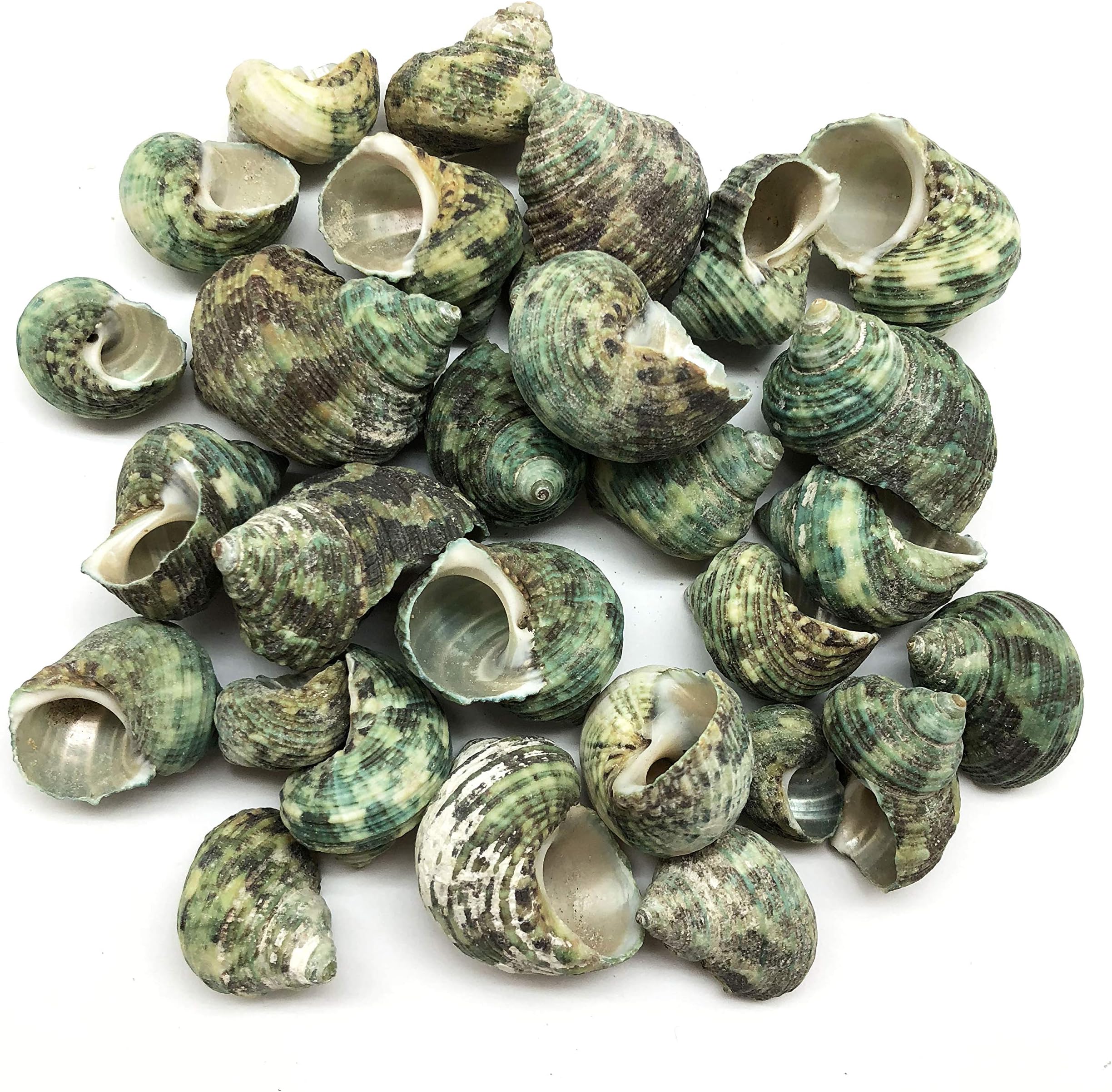 PEPPERLONELY Silver Mouth Green Turbo Hermit Crab Sea Shells, 8 OZ Apprx. 4/3 Inch ~ 1-4/3 Inch