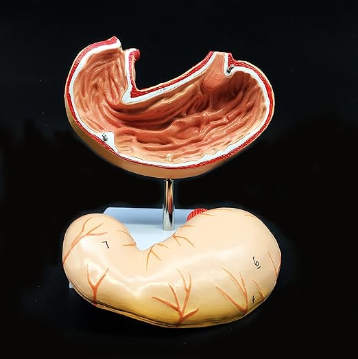 Human Stomach Model Life Size Anatomical Model Anatomy for