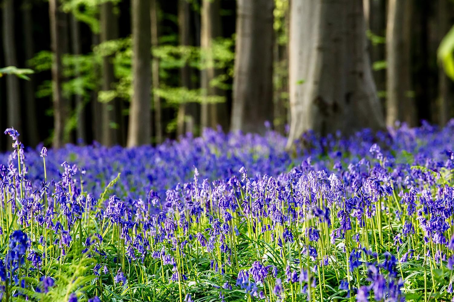 Super Saturday Woodland Bulbs reg 250 X English Bluebell Bulbs