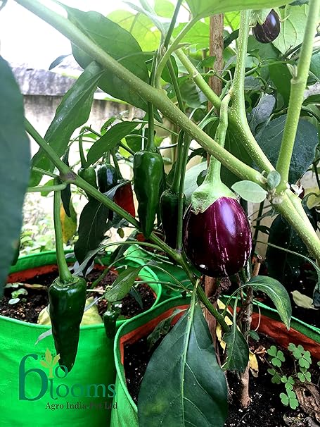 Bio Blooms Agro India Private Limited Green Grow Bags for Vegetable an Flowring Plants 12X15 Inches - 1Pc Bio_3Ga