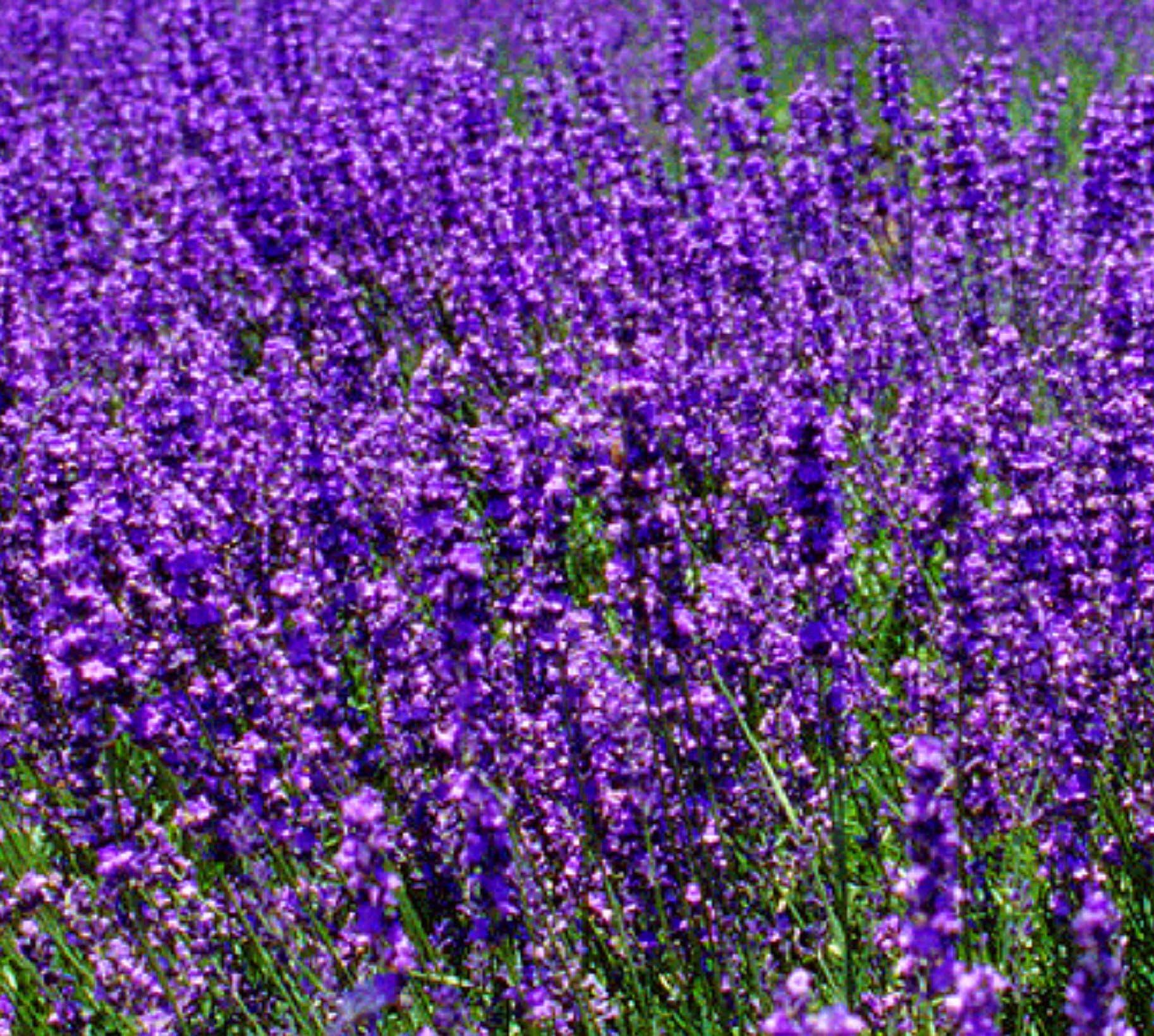 Lavender scented Hot Spa Replacement Paraffin Wax 2~1 pound blocks