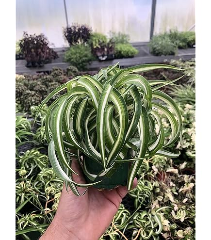 Amazon.com : Spider Plant - Easy Grow/Cleans The Air - 6 inch Pot Live Plant  BSBD : Patio, Lawn & Garden