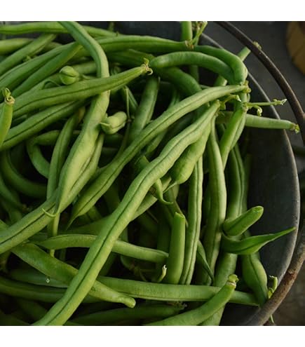 Amazon.com : Jade Bush Bean Seed (Treated) - 1 Lb - Non-GMO