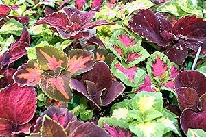 OHIO HEIRLOOM SEEDS Ohio Heirloom 400+ Rainbow Coleus Seeds for Home Flower Pots - Create a Colorful Oasis, Vibrant Blend Ideal for Planting - Elevate Your Garden with Colors
