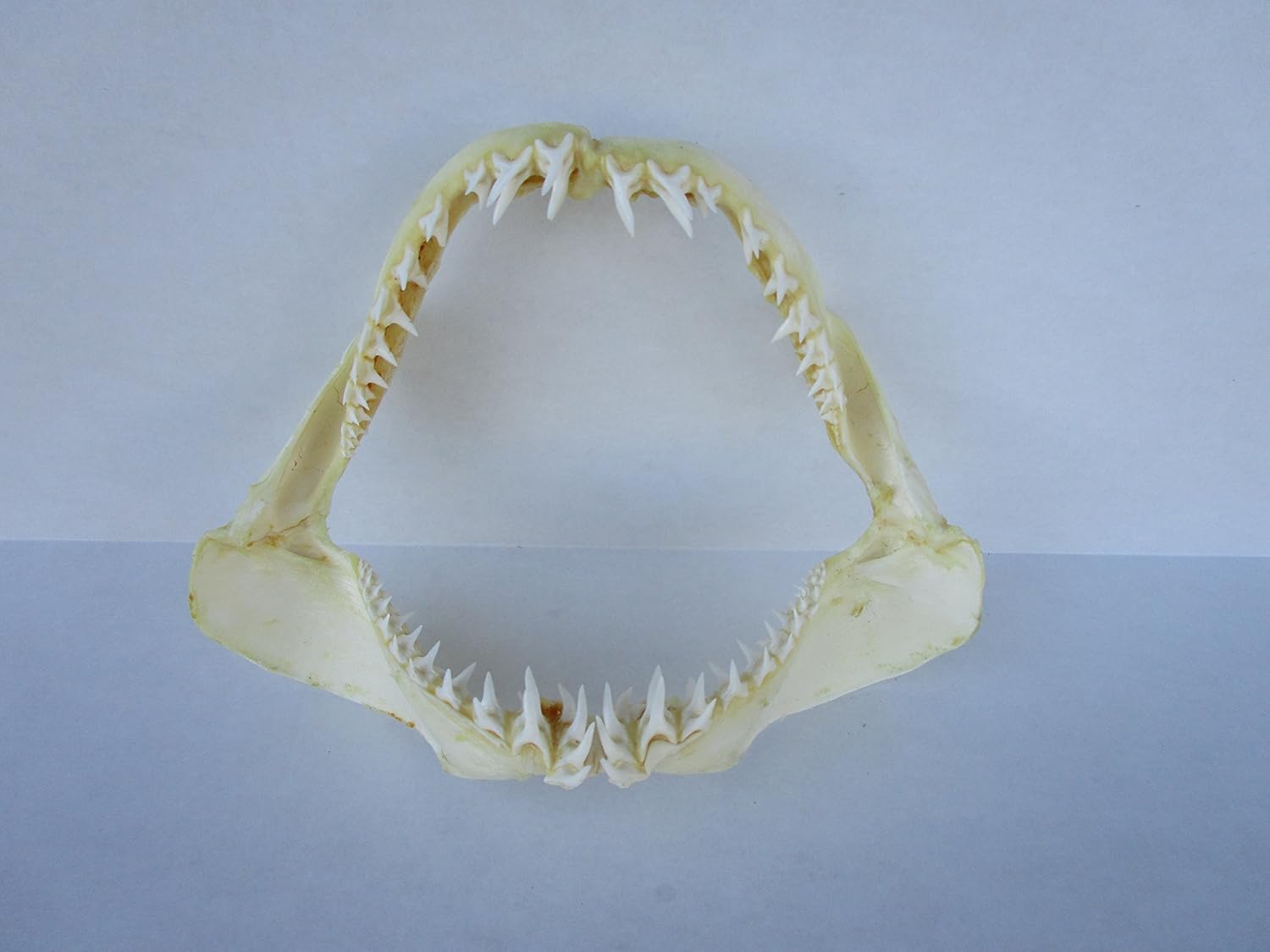 12 inch Mako Shark Jaw