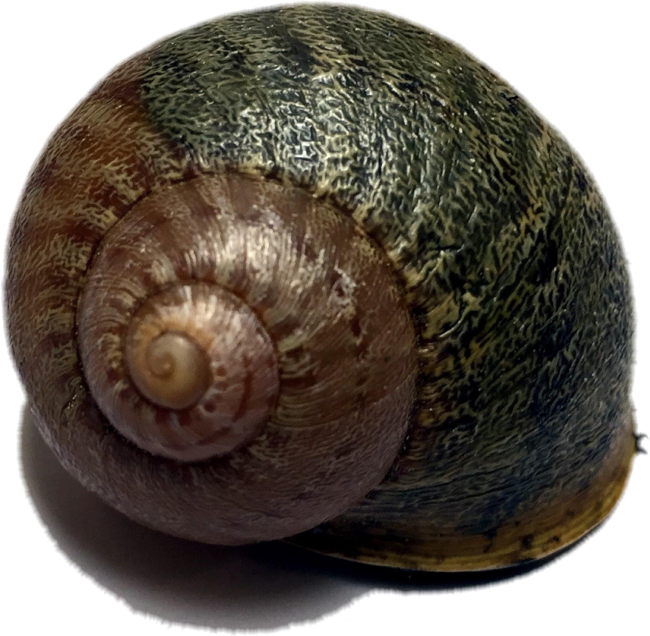 Sneaky Large Snail Geocache Nano Tube Container - Ready to Hide Magnetic or NON